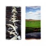Mongolie